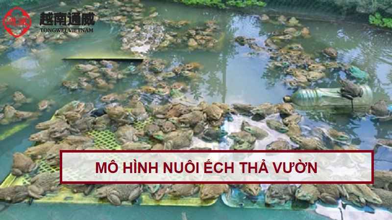 mo-hinh-nuoi-ech-tha-vuon-1