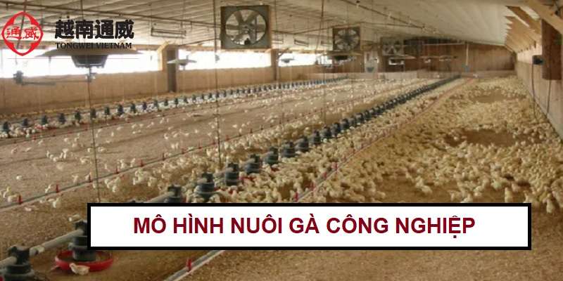 mo-hinh-nuoi-ga-cong-nghiep-hieu-qua