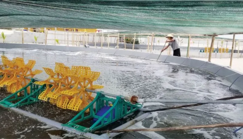 Mô hình nuôi kết hợp theo hình thức quăng đầm trong ao