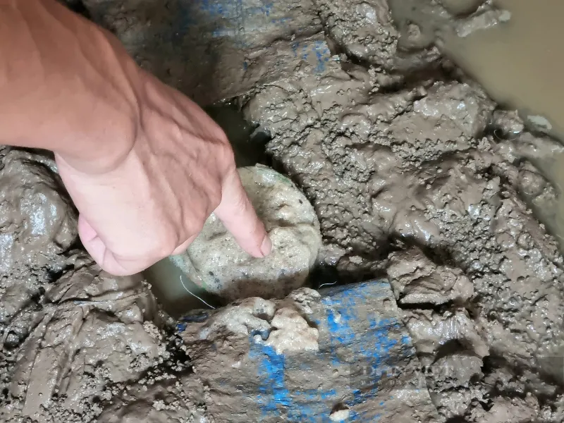 Mô hình nuôi lươn không bùn mang lại hiệu quả kinh tế cao