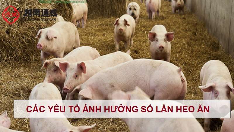 mot-ngay-cho-heo-an-may-lan