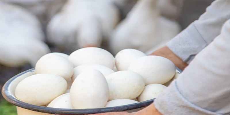 ngong-ap-bao-nhieu-ngay-thi-no-2