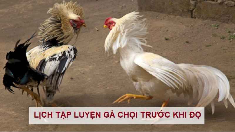 nuoi-ga-choi-truoc-khi-ra-do-1
