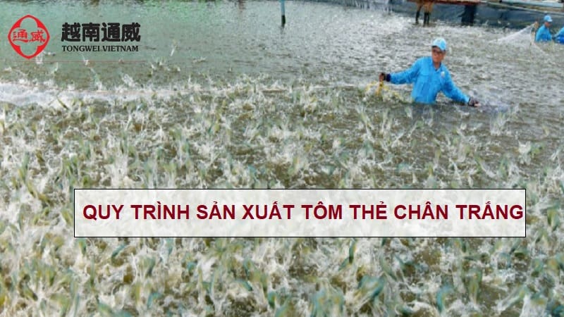 quy-trinh-san-xuat-giong-tom-the-chan-trang