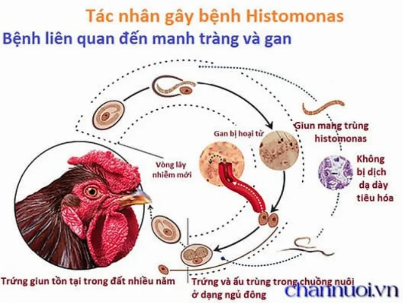 tác nhân gây bệnh đầu đen ở gà