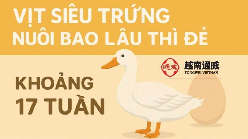 vit-sieu-trung-nuoi-bao-lau-thi-de-2