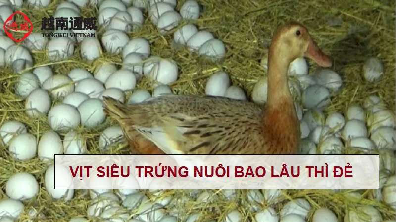 vit-sieu-trung-nuoi-bao-lau-thi-de
