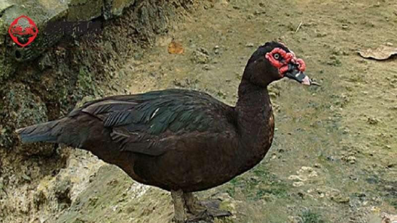 vit-xiem-nuoi-may-thang-thi-de-1
