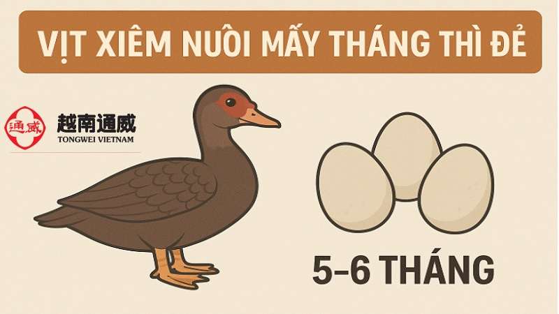 vit-xiem-nuoi-may-thang-thi-de-2