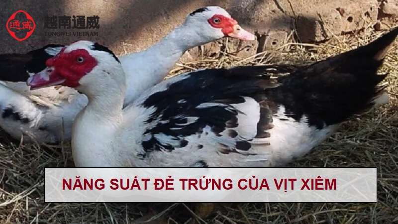 vit-xiem-nuoi-may-thang-thi-de