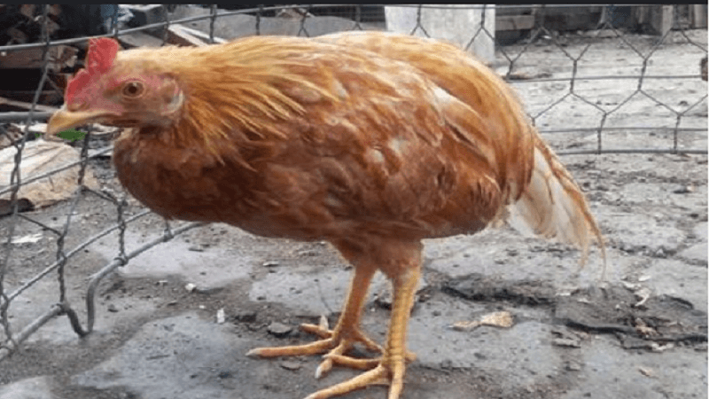 Bệnh Cầu Trùng Ở Gà Là Gì?