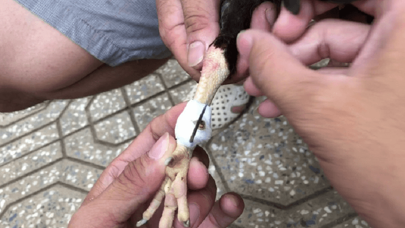 Tại sao cần băng cựa gà đúng cách?