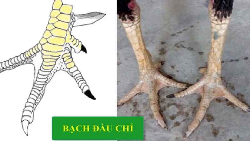ga-bach-dau-chi-la-gi-1