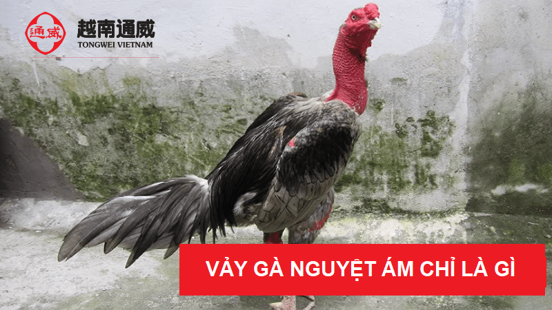 vay ga nguyet am chi la gi