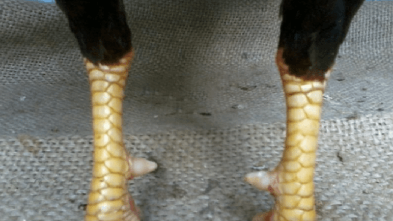 Cách Xem Vảy Gà Thới Hoa Đăng