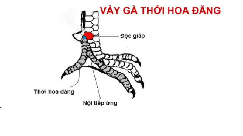Vảy Gà Thới Hoa Đăng Là Gì?