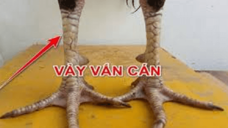 Đặc Điểm Nhận Dạng Vảy Gà Vấn Cán Ngay Cựa