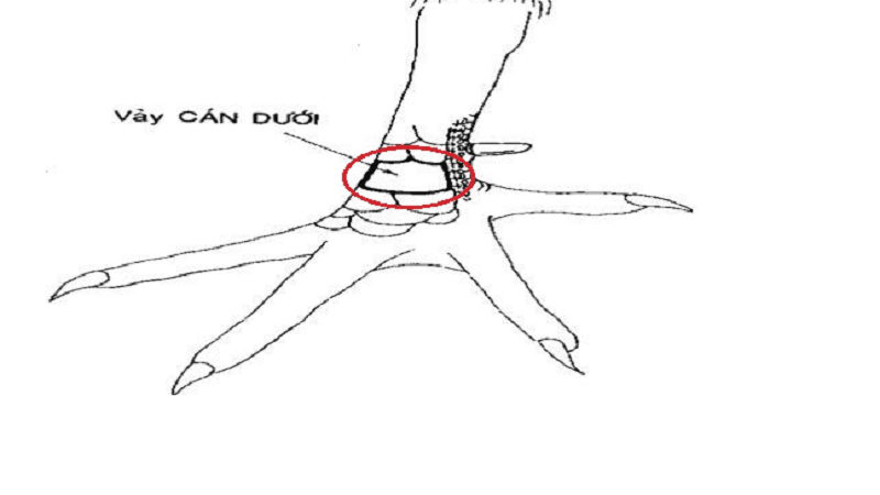 Cách Chọn Và Đánh Giá Gà Có Vảy Gà Vấn Cán Ngay Cựa
