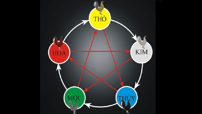xem-ngay-da-ga-chuan-nhat.png
