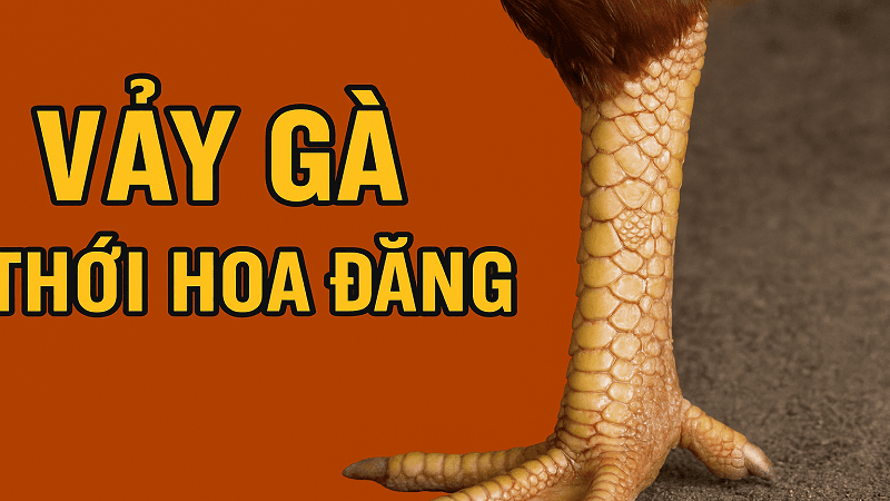 y-nghia-vay-ga-thoi-hoa-dang