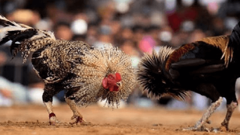 Cách Chọn Gà Có Vảy Khai Vương Tốt