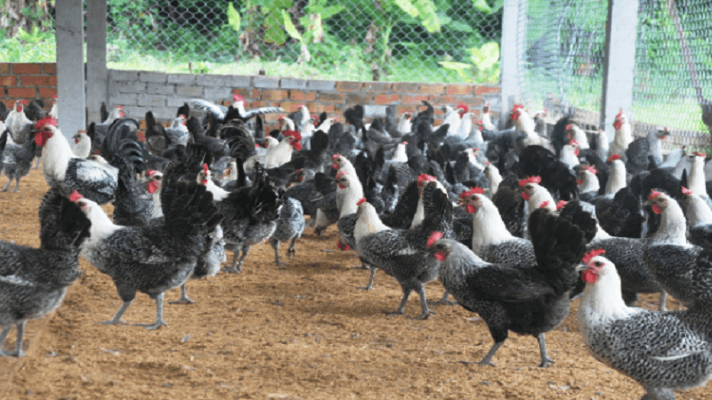 Cách nuôi Gà Ai Cập hiệu quả
