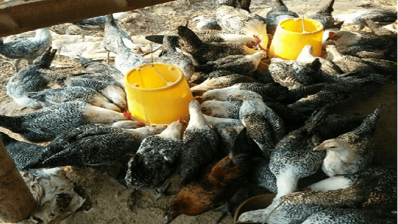 Những lợi ích khi nuôi Gà Ai Cập