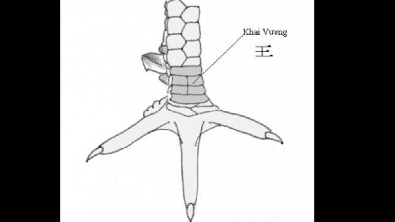 Nguồn Gốc và Ý Nghĩa Của Vảy Gà Khai Vương