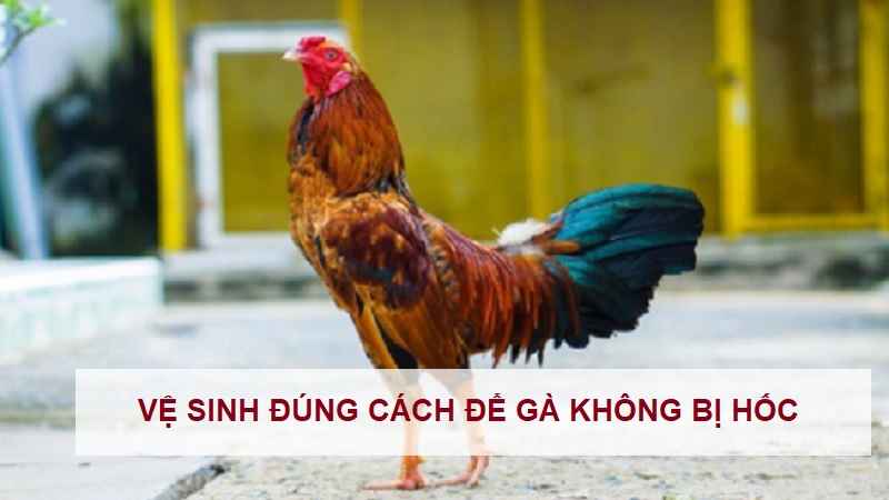 cach-nuoi-ga-da-khong-bi-hoc-1 cach-nuoi-ga-da-khong-bi-hoc-1