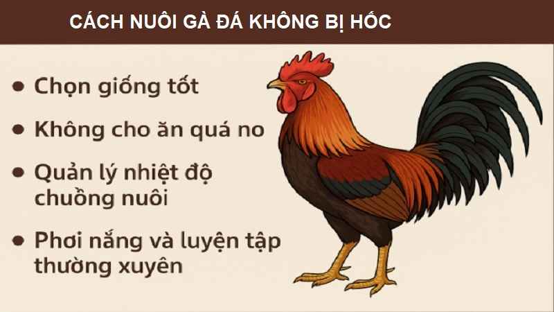 cach-nuoi-ga-da-khong-bi-hoc