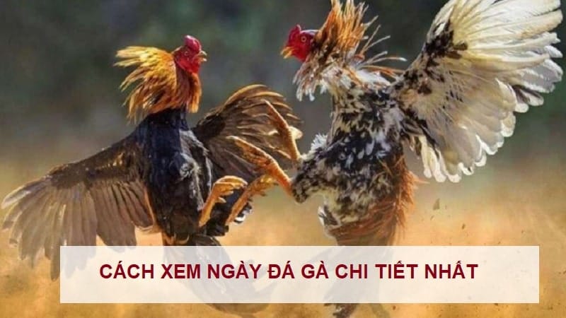 cach-xem-ngay-da-ga-chuan-1-min