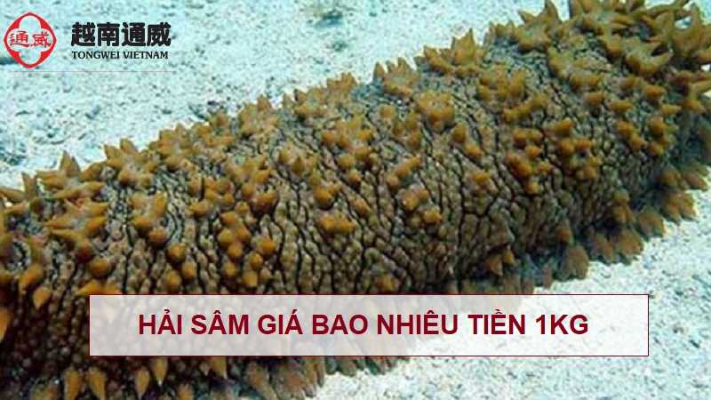 hai-sam-gia-bao-nhieu-tien-1kg hai-sam-gia-bao-nhieu-tien-1kg