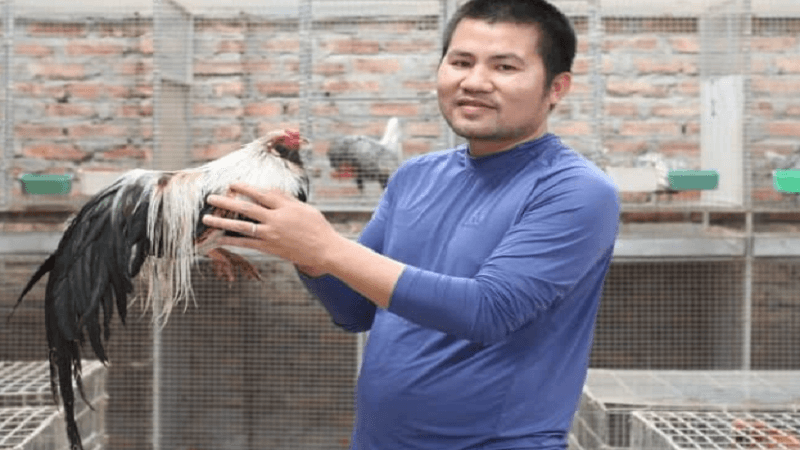 luyen-the-luc-cho-ga-choi-chi-tiet