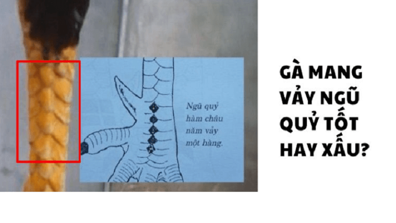 vay-ga-ngu-quy-la-gi