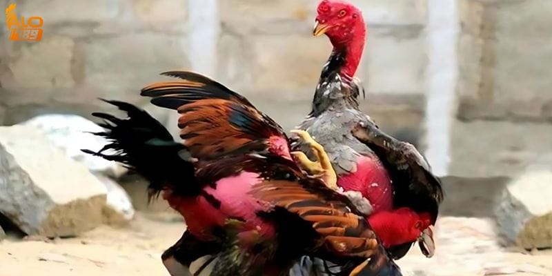 Sự phát triển của đá gà Alo789 trong những năm qua