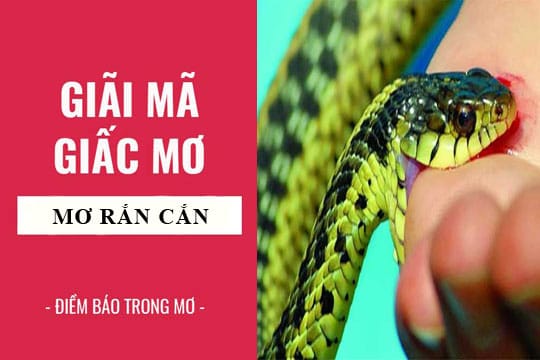 giai-ma-giac-mo-nam-mo-thay-ran-can-ran