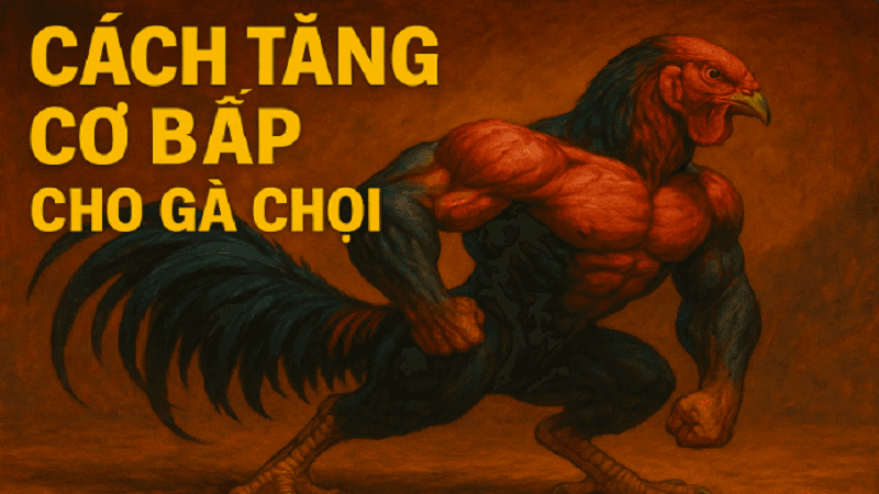 cach tang co bap cho ga choi 3