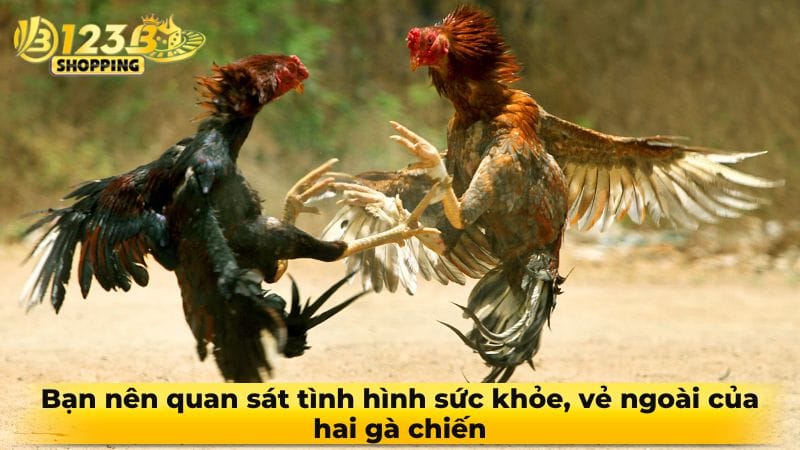 da-ga-cua-dao-2