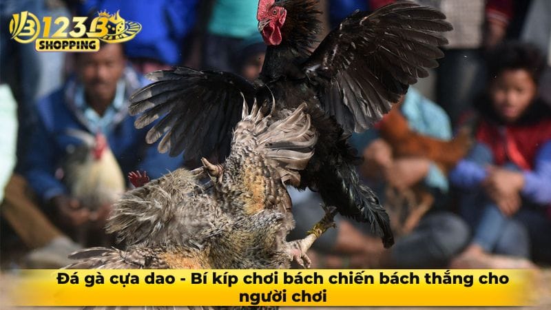 da ga cua dao anh dai dien
