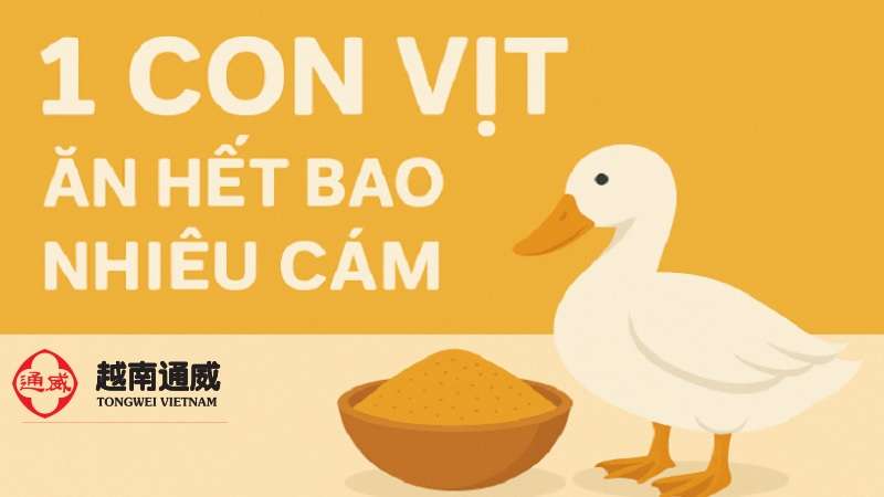 1-con-vit-an-het-bao-nhieu-cam-2