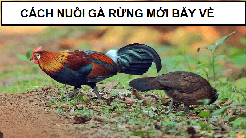 cach-nuoi-ga-rung-moi-bay-ve-2