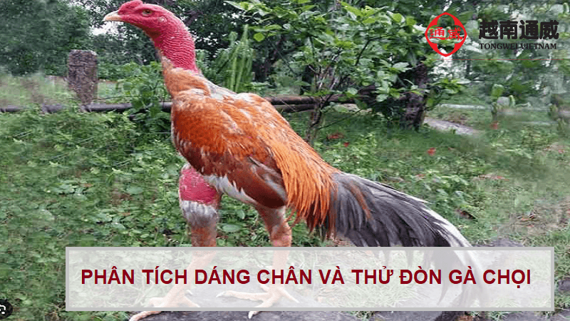 cach-xem-chan-ga-choi-da-hay-1