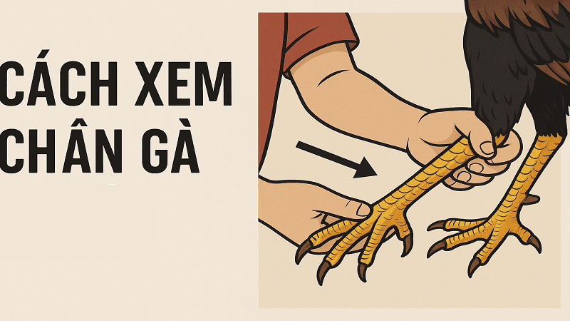 cach-xem-chan-ga-choi