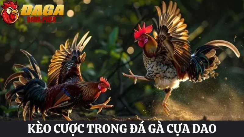 da-dang-lua-chon-keo-cuoc-trong-da-ga-cua-dao