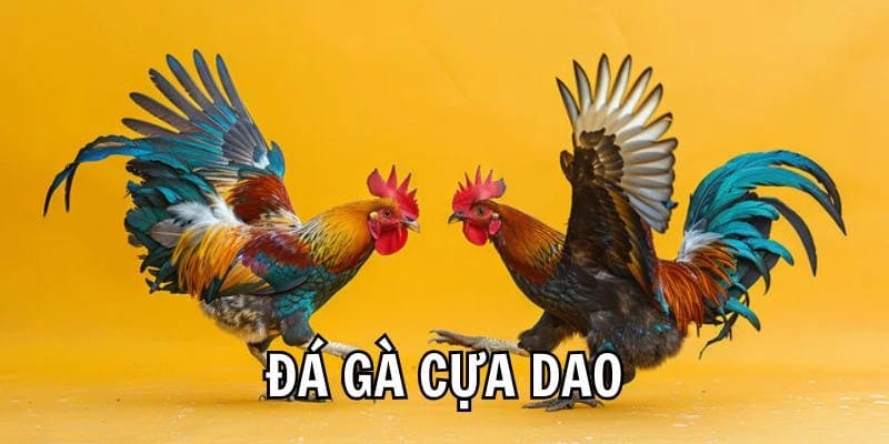 da ga cua dao 888b