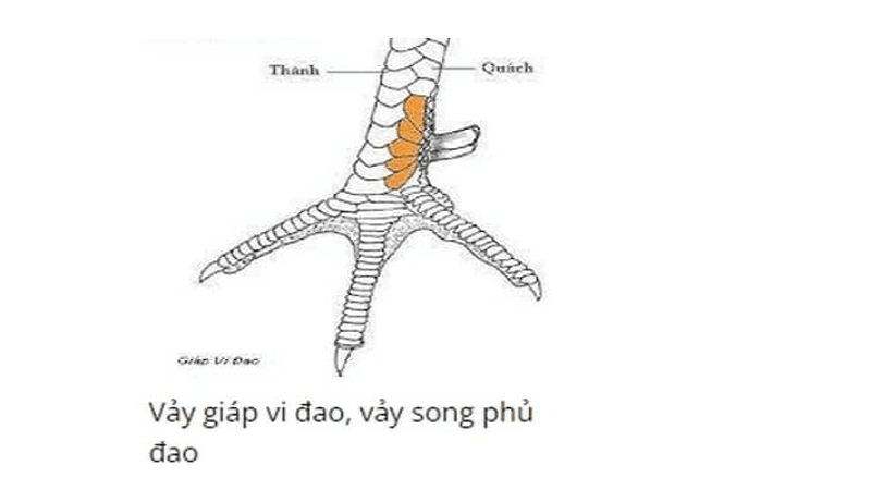thuc-luc-thi-dau-cua-ga-da-co-vay-kich-bien