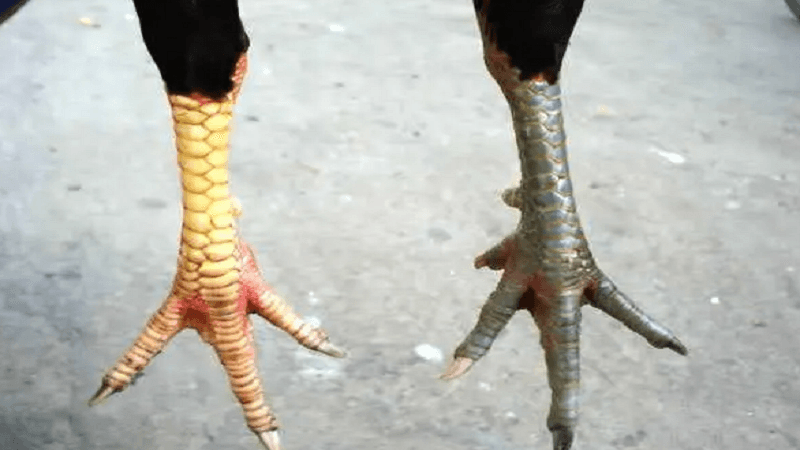 vay-ga-choi-do-nhap-hau