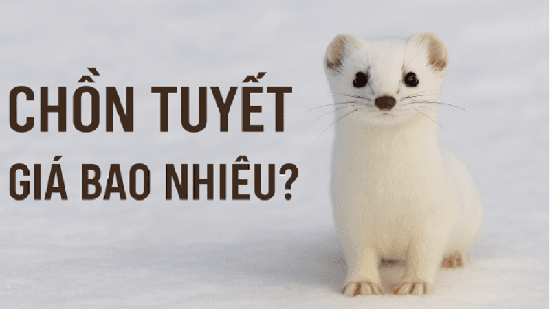 chon-tuyet-gia-bao-nhieu