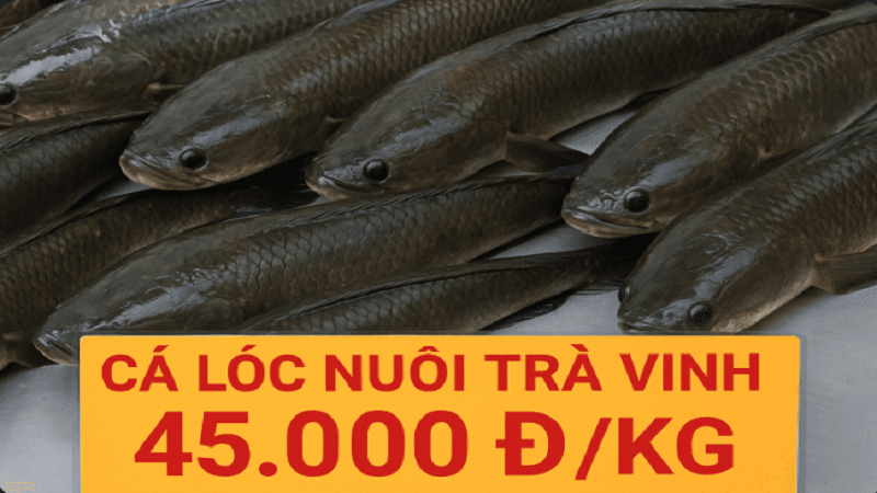 gia-ca-loc-nuoi-tra-vinh-hom-nay-1