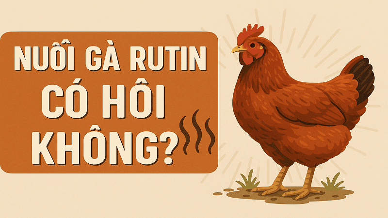 nuoi-ga-rotin-co-hoi-khong-1